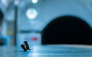 Bức ảnh hai chú chuột tí hon đánh nhau dưới ga tàu điện ngầm để giành giật thức ăn đoạt giải thưởng nhiếp ảnh của năm