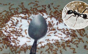 Kiến xâm chiếm lọ đường và đây là 4 cách nhanh nhất để đuổi sạch chúng