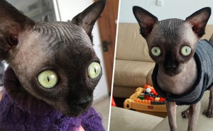 Tưởng dơi nhưng hóa ra lại là mèo, cô "boss" bỗng nhiên nổi tiếng trên mạng xã hội vì ngoại hình lạ mắt