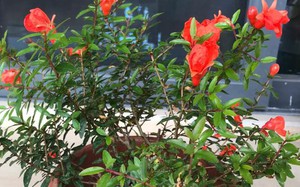 Trồng 1 trong 5 loại hoa này trước cửa, 9/10 gia đình đều “đón lộc vào nhà”