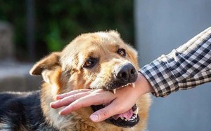 Hà Nội: Chó nhà nuôi lên cơn dại cắn chủ rồi chết ngay sau đó