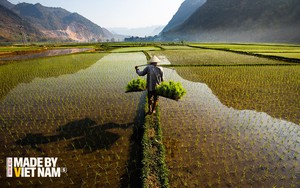 Nói "Việt Nam nuôi cả thế giới" không phải là cường điệu