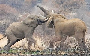 Cận cảnh cuộc chiến tàn khốc khiến voi khổng lồ chết thảm