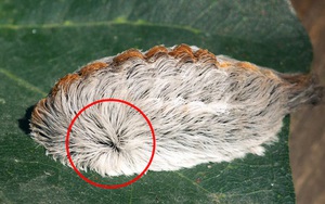 Cục bông siêu dễ thương này thực chất là thứ cực kỳ nguy ...