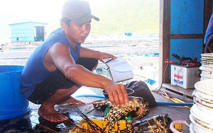 Tôm hùm, ốc hương tăng giá, ngư dân miền Trung tranh thủ bán hải sản chạy... bão