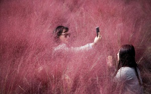 24h qua ảnh: Các cô gái chụp ảnh trên cánh đồng cỏ Muhly hồng