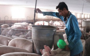 Giá thịt lợn tiếp tục giảm