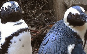 Drama sở thú: Cặp cánh cụt đồng tính đực trộm trứng của đôi cánh cụt đồng tính cái về ấp, nhưng đời không như mơ