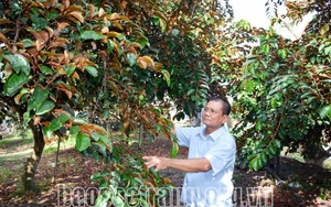 Nỗ lực đưa trái vú sữa tím xuất khẩu