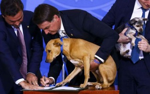 Chú chó 'số má' nhất Brazil: Đại diện anh em bốn chân cả nước đi kí bộ luật cấm ngược đãi động vật với Tổng thống