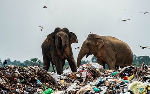 Cảnh tượng nhói lòng: Đàn voi xác xơ quanh quẩn kiếm ăn bên một bãi rác khổng lồ, ăn phải rác nhựa và toàn những thứ không thể tiêu hóa
