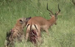 Video: Bị bầy linh cẩu "ăn tươi nuốt sống", linh dương cố gắng vùng vẫy nhưng vẫn chết thảm