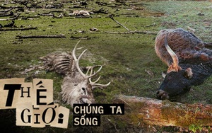Tử địa giữa thiên đàng: Thí nghiệm phục hồi tự nhiên tại Hà Lan bỗng mang đến kết cục kinh hoàng chưa từng có, mùi vị chết chóc lan tỏa khắp nơi