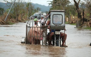 24h qua ảnh: Người đàn ông chở lợn trên đường phố ngập lụt