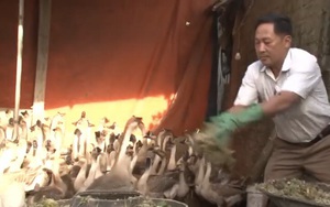 Nuôi ngỗng sư tử nặng tới 10kg, ông nông dân thu về hơn nửa tỉ đồng mỗi năm