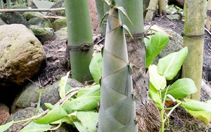 Lui bệnh nhờ măng tre