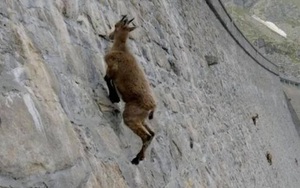 Alpine Ibex: Bất chấp các vấn đề về trọng lực, loài động vật này vẫn có thể leo lên các bức tường thẳng đứng