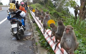 Khỉ Sơn Trà kéo nhau ào xuống đường giành giật thức ăn