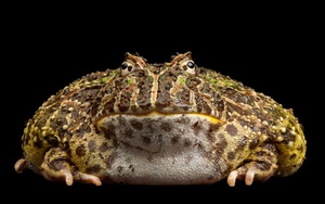 Loài ếch nào miệng chiếm 2/3 cơ thể, ăn thịt hung dữ?