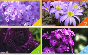 Bạn thích sắc tím nào dưới đây? Câu trả lời cho thấy bạn là người mơ mộng hay mạnh mẽ, quyết đoán