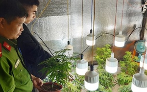 Vườn cần sa trồng trong nhà với công nghệ chiếu sáng hiện đại