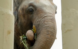 Chú voi cô đơn nhất thế giới đến nhà mới ở Campuchia với phí vận chuyển gần nửa triệu USD