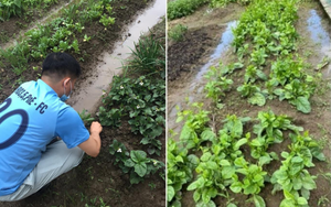 Hàng xóm cho mượn đất, cặp đôi trồng cả "một gia tài lớn" ở Nhật Bản: Tên từng loại khiến người ta phải ghen tỵ