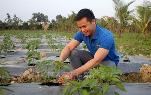 Tỷ phú trẻ khởi nghiệp từ cây ớt