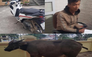 Thanh niên đi SH dắt trộm trâu bên đường về bán lấy tiền tiêu tết