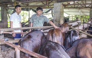 Làm giàu từ nuôi bò BBB