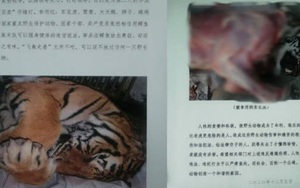 Núp bóng bảo trợ để kinh doanh động vật quý hiếm, một trung tâm ở Trung Quốc bán lông hổ giá... 2,5 tỷ đồng