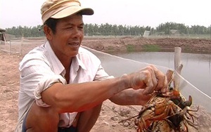 Nuôi cua trong vuông tôm cho thu nhập từ 10 - 15 triệu đồng/công