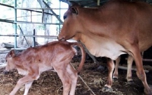 Bò tót ở Ninh Thuận đã sinh con