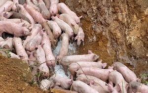Đàn lợn cả trăm con bị kẻ lạ vứt lại giữa đường ở Nghệ An