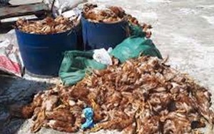 Gần 30 bì gà chết vứt tràn lan dọc bờ biển