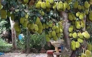Khoe cây mít "siêu mắn" hàng trăm quả chen chúc như sung, khổ chủ cười ra nước mắt khi bị dân mạng hỏi dò: "Quả có toàn xơ?"