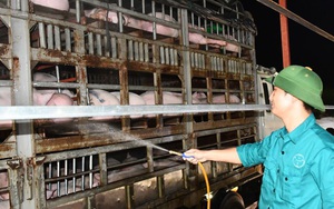 Vừa cho nhập lợn sống từ Thái Lan, phải 'hỏa tốc' ngăn lợn nhập lậu từ Lào, Campuchia