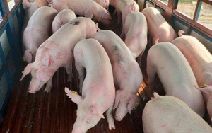 Lô hàng 500 con lợn sống nhập khẩu từ Thái Lan đã về Việt Nam