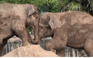 Video: Cuộc thi đẩy “gay cấn” của 2 chú voi con