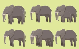Thử độ tinh tường của thị giác: Bạn có thể nói đúng số lượng voi, sư tử... trong từng ảnh không?