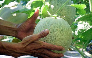 Dưa lưới trồng ngoài trời ở Nghệ An trĩu quả, đắt hàng ngày nắng nóng