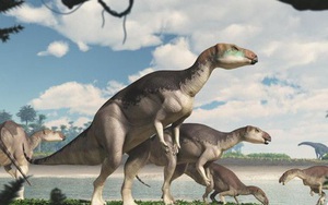 Úc phát hiện ra hóa thạch khủng long biến thành đá quý