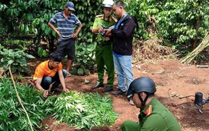 Trồng 539 cây cần sa "để phục vụ chăn nuôi gia cầm"