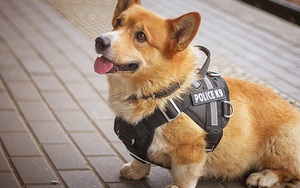 Sau 7 năm cống hiến thanh xuân cho ngành cảnh sát, cuối cùng "soái cẩu" nghiệp vụ Corgi duy nhất tại Nga đã nghỉ hưu khiến bao người tiếc nuối