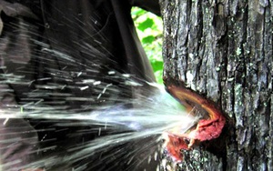 Video: Nước bắn tung toé từ thân cây như vòi mở van tại Ấn Độ gây sốt MXH