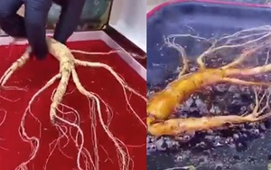 Kênh Tiktok dành cho giới siêu giàu sành ăn, nấu toàn món lạ, chiên cả cây nhân sâm nghìn năm và ăn xương cá rán