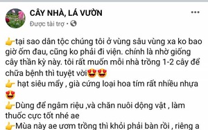 Sau mại dâm, Facebook cho quảng cáo cả giống cây anh túc ở Việt Nam