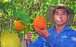 Long An: "Liều" trồng gấc trên đất lung phèn, trai làng thu 200 triệu/năm