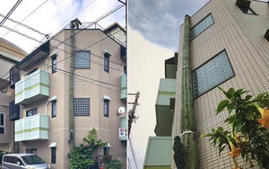 Choáng váng với cây xương rồng cao hơn tòa nhà 3 tầng ở Nhật Bản