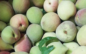 Nhìn vào đặc điểm này để phân biệt đào Sapa và đào Trung Quốc, tránh tiền mất tật mang
